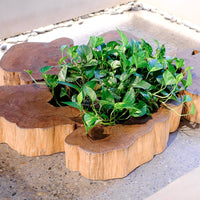 Renaissance | BC COFFEE TABLE - maystudio